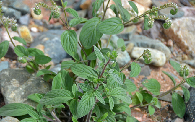 Kaweah River Scorpion-weed is a native biennial or perennial species, either erect or ascending with stiff-hairy leaves and stems. Phacelia magellanica